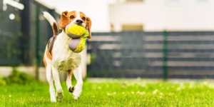 Best Outdoor Pet Toys to Keep Your Dog Engaged and Active